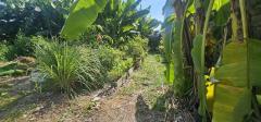 ขาย ที่ดิน ซอยเพิ่มสิน20 115 ตร.วา พหลโยธิน 54-1 บางเขน กทม เหมาะสร้างบ้าน-202412172217031734448623964.jpg