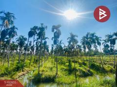 ขายที่ดิน เนื้อที่ 5 ไร่ 1 งาน 84.7 ตร.วา สามพราน นครปฐม-202501131515271736756127605.jpg