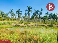 ขายที่ดิน เนื้อที่ 5 ไร่ 1 งาน 84.7 ตร.วา สามพราน นครปฐม-202501131515291736756129778.jpg