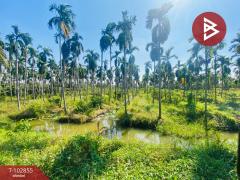 ขายที่ดิน เนื้อที่ 5 ไร่ 1 งาน 84.7 ตร.วา สามพราน นครปฐม-202501131515331736756133272.jpg