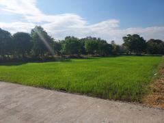 ขายที่ดิน 5 ไร่เศษ หนองไผ่ ชุมแพ ขอนแก่น ทำเลดีใกล้ตลาด-202501181041301737171690715.jpg