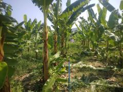 ที่ดินทำเลดี วิวภูเขาล้อมรอบ  เริ่มต้น 10+ไร่ ต.กลัดหลวง อ.ท่ายาง จ.เพชรบุรี -202501222352281737564748607.jpg
