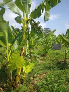 ที่ดินทำเลดี วิวภูเขาล้อมรอบ  เริ่มต้น 10+ไร่ ต.กลัดหลวง อ.ท่ายาง จ.เพชรบุรี -202501222352291737564749360.jpg