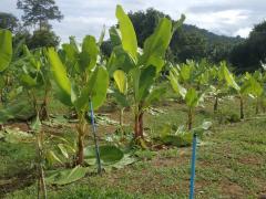 ที่ดินทำเลดี วิวภูเขาล้อมรอบ  เริ่มต้น 10+ไร่ ต.กลัดหลวง อ.ท่ายาง จ.เพชรบุรี -202501222352301737564750123.jpg