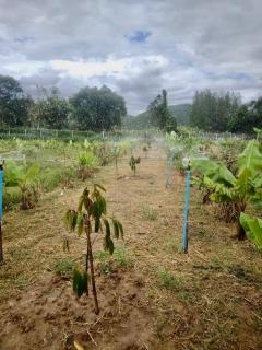 ที่ดินทำเลดี วิวภูเขาล้อมรอบ  เริ่มต้น 10+ไร่ ต.กลัดหลวง อ.ท่ายาง จ.เพชรบุรี -202501222352341737564754404.jpg