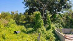 ขายที่ดิน 250 ตรว ชลบุรี บ้านสวน หนองข้างคอก 4 เหมาะทำบ้านพักอาศัย-202501231556551737622615177.jpg