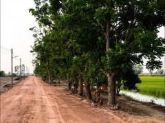 ขายที่ดินสวย 2 ไร่ และ 3 ไร่ เจ้าของขายเอง ตำบลท่าเรือ อำเภอปากพลี นครนายก-202501261811361737889896744.jpg