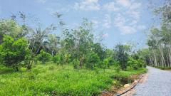 ขาย ที่ดิน ทำบ้านสวน อ.พรหมคีรีที่ดิน 5 ไร่ 2 งาน 80.6 ตร.วา มีบ้าน เงาะ มังคุด มะนาว บ่อบาดาล2จุด-202501291211211738127481909.jpg