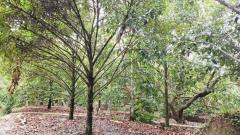 ขาย ที่ดิน ทำบ้านสวน อ.พรหมคีรีที่ดิน 5 ไร่ 2 งาน 80.6 ตร.วา มีบ้าน เงาะ มังคุด มะนาว บ่อบาดาล2จุด-202501291211231738127483792.jpg