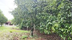 ขาย ที่ดิน ทำบ้านสวน อ.พรหมคีรีที่ดิน 5 ไร่ 2 งาน 80.6 ตร.วา มีบ้าน เงาะ มังคุด มะนาว บ่อบาดาล2จุด-202501291211241738127484526.jpg