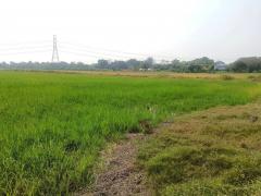 ขายที่ดินเนื้อที่ 38 ไร่ 11 ตารางวา ติดถนนวัดสุขใจ เขตคลองสามวา กทม.-202501300201591738177319399.jpg