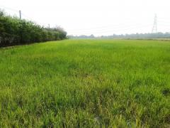 ขายที่ดินเนื้อที่ 38 ไร่ 11 ตารางวา ติดถนนวัดสุขใจ เขตคลองสามวา กทม.-202501300202001738177320221.jpg