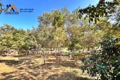 บ้านพักตากอากาศหรู ท่ามกลางธรรมชาติ บนเนื้อที่ 4 ไร่ ตกแต่งพร้อมเฟอร์ฯหรูอย่างดี พร้อมสวนผลไม้รอบบ้าน + ไม้พะยูง 100 ต้น วิวทิวเขา อากาศดีมาก จ.ลพบุรี-202502051514041738743244831.jpg
