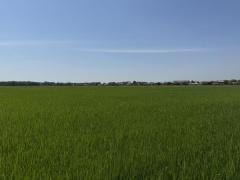 ขายที่ดินซอยคลองแอน34 (รหัสทรัพย์ 202529) ต.คลองสาม อ.คลองหลวง จ.ปทุมธานี