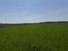 ขายที่ดินซอยคลองแอน34 (รหัสทรัพย์ 202529) ต.คลองสาม อ.คลองหลวง จ.ปทุมธานี-202502121612411739351561307.jpg