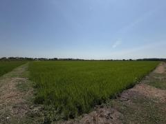 ขายที่ดินซอยคลองแอน34 (รหัสทรัพย์ 202529) ต.คลองสาม อ.คลองหลวง จ.ปทุมธานี-202502121612411739351561923.jpg