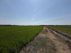 ขายที่ดินซอยคลองแอน34 (รหัสทรัพย์ 202529) ต.คลองสาม อ.คลองหลวง จ.ปทุมธานี-202502121612421739351562543.jpg