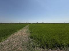 ขายที่ดินซอยคลองแอน34 (รหัสทรัพย์ 202529) ต.คลองสาม อ.คลองหลวง จ.ปทุมธานี-202502121612431739351563161.jpg