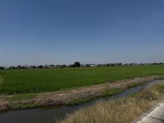 ขายที่ดินซอยคลองแอน34 (รหัสทรัพย์ 202529) ต.คลองสาม อ.คลองหลวง จ.ปทุมธานี-202502121612441739351564392.jpg