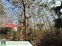 ที่ดินพร้อมต้นสัก หน้ากว้างติดทางสาธารณประโยชน์ ที่ดินบนเนินสวย พร้อมโอนได้ทันที-202502141104531739505893917.jpg