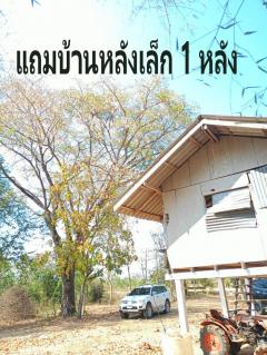 ขายที่ดิน 4 แปลงติดกัน เจ้าของเดียวพร้อมโอน 93 ไร่ 2 งาน 92 ตารางวา ตำบลห้วยใหญ่ อำเภอเมืองเพชรบูรณ์ ดินและน้ำอุดมสมบูรณ์เหมาะแก่การทำสวนทำไร่ ทำรีสอร์ท-202502191109511739938191229.jpg