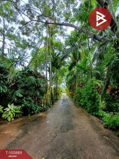 ขายที่ดินพร้อมบ้านกิจการ เนื้อที่ 7 ไร่ 2 งาน 87 ตร.วา ท่ายาง ชุมพร-202502211509381740125378031.jpg