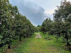 ขาย ที่ดิน สวนทุเรียน จันทบุรี 4 ไร่ 2 งาน 35 ตร.วา ให้ผลผลิตแล้ว พร้อมบ้าน-สิ่งปลูกสร้าง-202502230034191740245659244.jpg