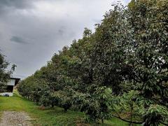 ขาย ที่ดิน สวนทุเรียน จันทบุรี 4 ไร่ 2 งาน 35 ตร.วา ให้ผลผลิตแล้ว พร้อมบ้าน-สิ่งปลูกสร้าง-202502230034191740245659937.jpg