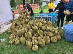 ขาย ที่ดิน สวนทุเรียน จันทบุรี 4 ไร่ 2 งาน 35 ตร.วา ให้ผลผลิตแล้ว พร้อมบ้าน-สิ่งปลูกสร้าง-202502230034211740245661895.jpg