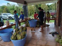 ขาย ที่ดิน สวนทุเรียน จันทบุรี 4 ไร่ 2 งาน 35 ตร.วา ให้ผลผลิตแล้ว พร้อมบ้าน-สิ่งปลูกสร้าง-202502230034221740245662545.jpg