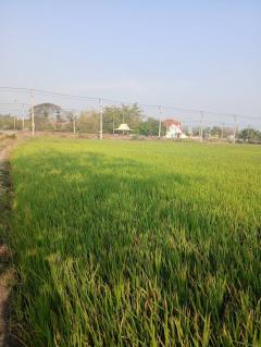 ขายที่ดินสวย บางพึ่ง บ้านหมี่ ลพบุรี 3 ไร่ ทำเลดี-202502241320201740378020035.jpg