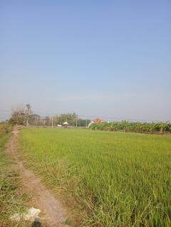 ขายที่ดินสวย บางพึ่ง บ้านหมี่ ลพบุรี 3 ไร่ ทำเลดี-202502241320211740378021543.jpg