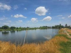WS ขาย ที่ดิน ใกล้ศูนย์ราชการนครปฐม ต.ถนนขาด อ.เมือง นครปฐม  25 ไร่-202502271917221740658642280.jpg
