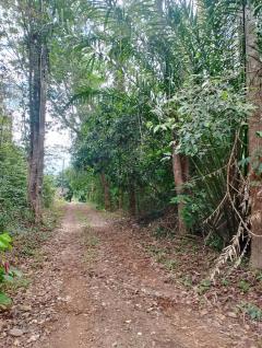 ขายที่ดินพร้อมไม้ยืนต้น 10 ไร่ ใจกลางสวนทุเรียน อ.เขาสมิง จ.ตราด-202503041621311741080091304.jpg