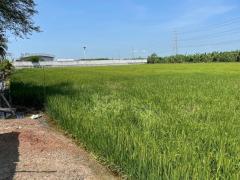 ขายที่ดินสวย ติดถนนสาธารณะ ไทรน้อย นนทบุรี-202503051940571741178457558.jpg