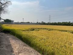 ขายที่ดินสวย ติดถนนสาธารณะ ไทรน้อย นนทบุรี-202503051941001741178460257.jpg