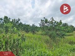 ขายที่ดิน เนื้อที่ 79 ไร่ 1 งาน 84.4 ตร.วา ทุ่งคา ชุมพร-202503071513431741335223352.jpg