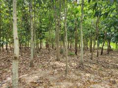 ขายที่ดิน 19 ไร่ โคกกลาง ประทาย นครราชสีมา ใกล้เขื่อนธรรมจักร ลำน้ำสะแทก ขายถูกมาก-202503071613171741338797538.jpg