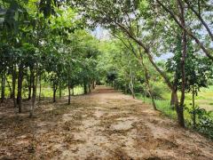 ขายที่ดิน 19 ไร่ โคกกลาง ประทาย นครราชสีมา ใกล้เขื่อนธรรมจักร ลำน้ำสะแทก ขายถูกมาก-202503071613221741338802401.jpg