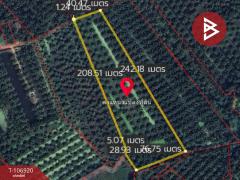 ขายที่ดินพร้อมสวนปาล์ม เนื้อที่ 8 ไร่ 3 งาน 64 ตร.วา นาทุ่ง ชุมพร-202503081023001741404180881.jpg