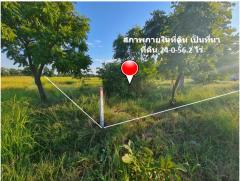 ขาย ที่ดิน ติดถนนมิตรภาพ กม.212-200 ใกล้โครงการพืชสวนโลกปี 72 อ.คง จ.นครราชสีมา เนื้อที่ 24 ไร่ 56.2 ตรว บ้านหนองบัวโคก ฟรีโอน-202503081213001741410780678.jpg