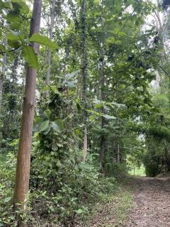 ขายด่วนมาก!! ที่ดินสวนสักน่าน ทุ่งช้าง วิวสวยที่สุด-202503081358471741417127689.jpg