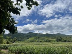 ขายด่วนมาก!! ที่ดินสวนสักน่าน ทุ่งช้าง วิวสวยที่สุด-202503081358491741417129061.jpg