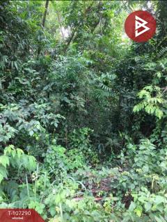 ขายที่ดินด่วน เนื้อที่ 1 งาน 74 ตร.วา โคกปี่ฆ้อง สระแก้ว-202503131033001741836780690.jpg