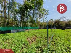 ขายที่ดินเปล่าด่วน เนื้อที่ 99 ตร.วา ดำเนินสะดวก ราชบุรี-202503131116051741839365662.jpg