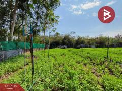 ขายที่ดินเปล่าด่วน เนื้อที่ 99 ตร.วา ดำเนินสะดวก ราชบุรี-202503131116061741839366567.jpg