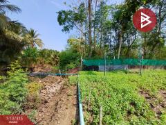 ขายที่ดินเปล่าด่วน เนื้อที่ 99 ตร.วา ดำเนินสะดวก ราชบุรี-202503131116071741839367212.jpg