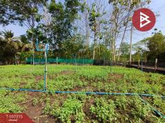ขายที่ดินเปล่าด่วน เนื้อที่ 99 ตร.วา ดำเนินสะดวก ราชบุรี-202503131116081741839368581.jpg