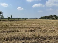 ขายที่ดินแปลงใหญ่และสวย พุทธมณฑลสาย5-202503191536331742373393573.jpg