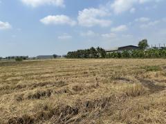 ขายที่ดินแปลงใหญ่และสวย พุทธมณฑลสาย5-202503191536341742373394252.jpg